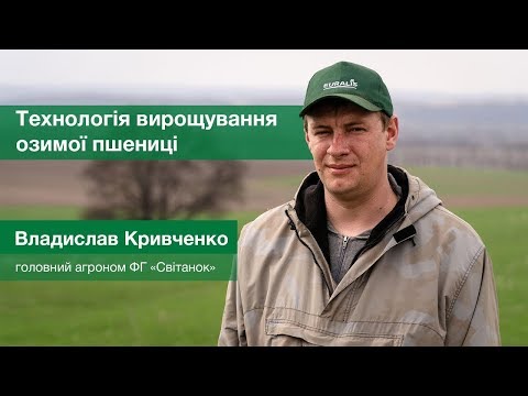 Видео: Технологія вирощування озимої пшениці з протруйником Кінто Плюс / СуперАгроном