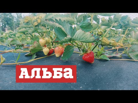 Видео: Сорт полуниці Альба/Мій досвід вирощування полуниці на Поліссі