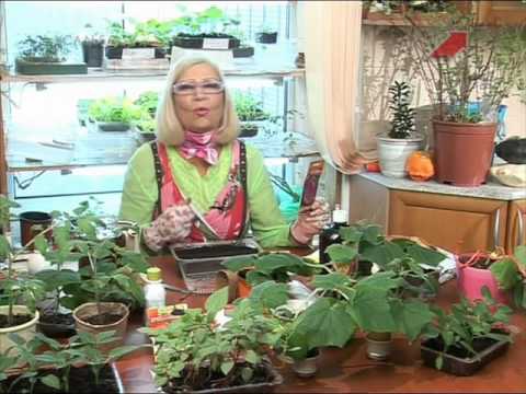 Видео: Лучки Пучки. Серия 230.  Сеем перец и баклажаны