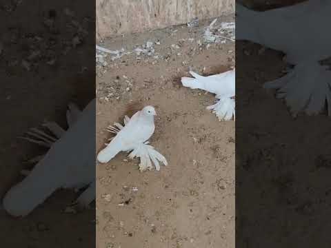 Видео: 24 октября 2025 г.