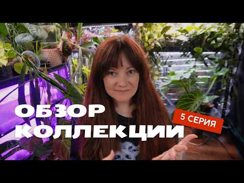 Видео: ОГРОМНЫЕ старейшие АЛОКАЗИИ, фиолетовая лампа, бегонии, и кто еще прячется на полках
