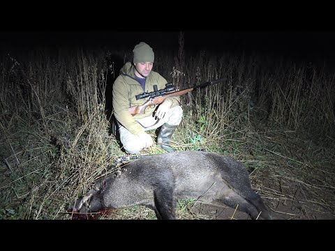 Видео: ОХОТА НА КРУПНОГО КАБАНА. ДОБЫЛ МЯСА НА ДВЕ СЕМЬИ. 