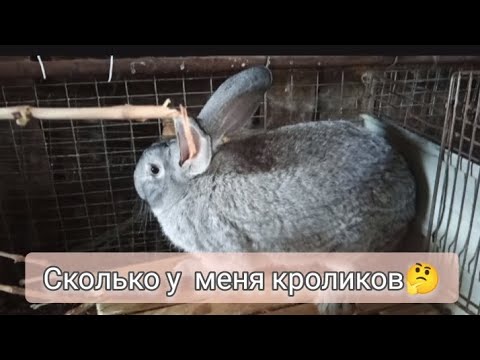 Видео: Обзор всех кроликов 