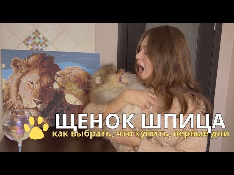 Видео: ЩЕНОК ШПИЦА: что взять, как выбрать, первые дни малыша! Мой опыт