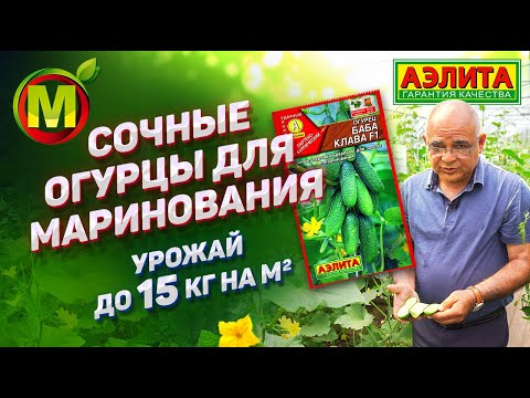 Видео: УРОЖАЙНЫЕ ОГУРЦЫ ДЛЯ МАРИНОВАНИЯ – Семена Огурцов Баба Клава F1
