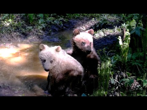 Видео: Оставил Фотоловушку у лесной лужи и Вот кто пришёл! Настоящий ОАЗИС для животных!