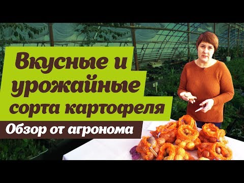 Видео: Какие сорта картофеля выбрать. Советы агронома