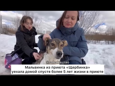 Видео: Мальвинка из приюта «Щербинка» уехала домой спустя 5 лет жизни в приюте. Проект Собака Юзао