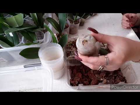 Видео: Корни Орхидеи начнут рост с бешеной скоростью от этого препарата/Мох последний привезли наСкад Остат