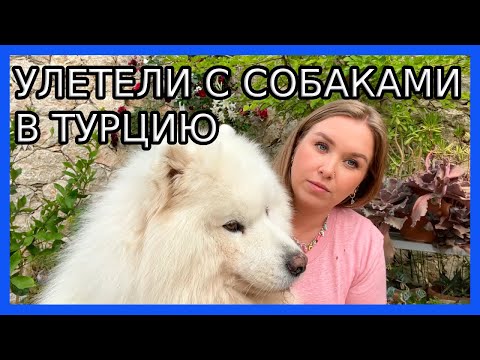 Видео: ПЕРЕЕЗД С СОБАКАМИ В ТУРЦИЮ I Нюансы авиаперелета
