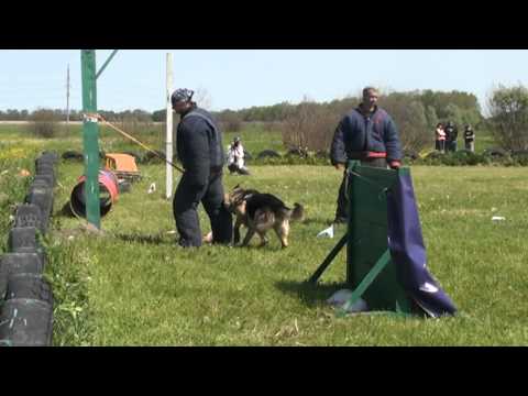 Видео: ШОС " Арес"  Собака Сопровождения .avi