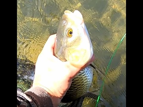 Видео: Риболов на кефал с трофейна риба 47 см личен рекорд .Mullet Fly Fishing with trophy fish 47cm.