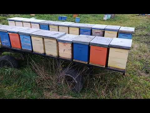 Видео: 07.11.25 обробка від кліща. роботи на пасіці.