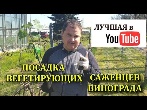 Видео: ПОСАДКА ВЕГЕТИРУЮЩЕГО САЖЕНЦА ВИНОГРАДА