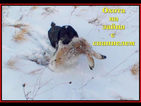 Видео: Охота на зайца с спаниелем 21 11 18