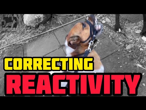 Видео: Джек-рассел-терьер, которому нужно научиться хорошим манерам #собака #собаки