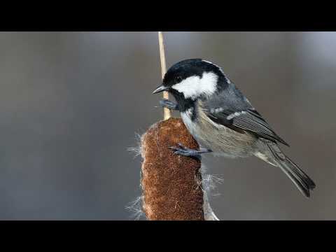 Видео: Голоса птиц Как поёт Московка Periparus ater