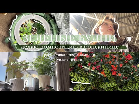 Видео: Будни с растениями || композиция в бонсайнице, поставка растений в OBI, расставляю растения дома