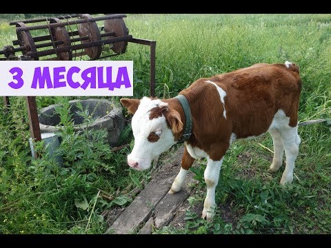 Видео: Бычки на зцм 3 сезон: 3 месяца