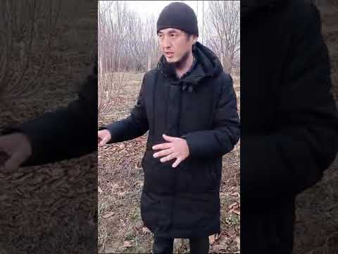 Видео: КГБ интенсивдуу гилас бак