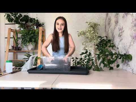 Видео: Формируем пышные фикусы: пересадка, обрезка, советы по уходу 🪴