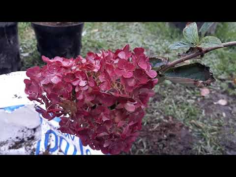 Видео: ГОРТЕНЗИЯ САМАРСКАЯ ЛИДИЯ 🌿ИСПРАВЛЯЮ ОШИБКИ Меняю состав грунта