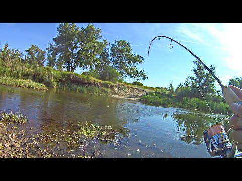 Видео: ГЛУБИНА ПО КОЛЕНО, но зато сколько здесь РЫБЫ! Рыбалка на имитации насекомых