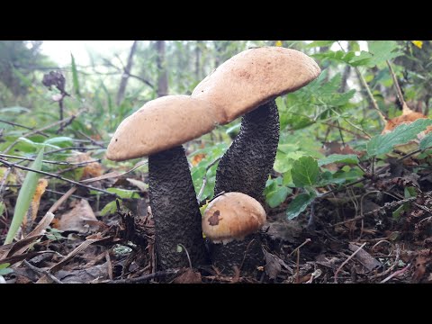Видео: Попал на поляну Подосиновиков. Лес порадовал изобилием Подосиновых и Белых грибов. Грибы Августа!