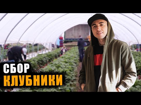 Видео: ПРОЦЕСС СБОРА КЛУБНИКИ на ферме в ШОТЛАНДИИ. Allanhill Farm. Работа в Англии на ферме.