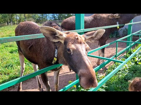Видео: Костромская (Сумароковская) ЛОСЕферма