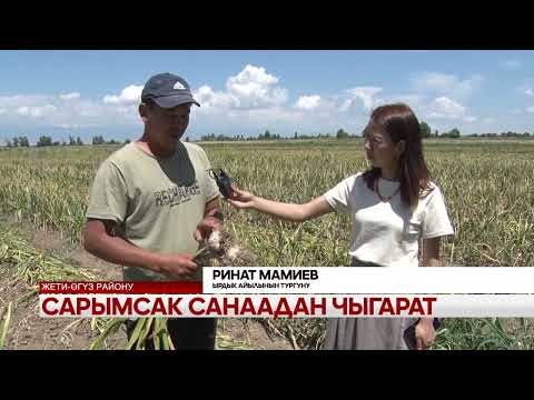 Видео: Сарымсак санаадан чыгарат