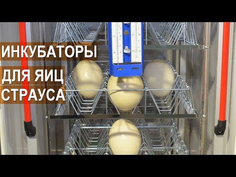 Видео: Инкубаторы MultiLife  для страусиных яиц