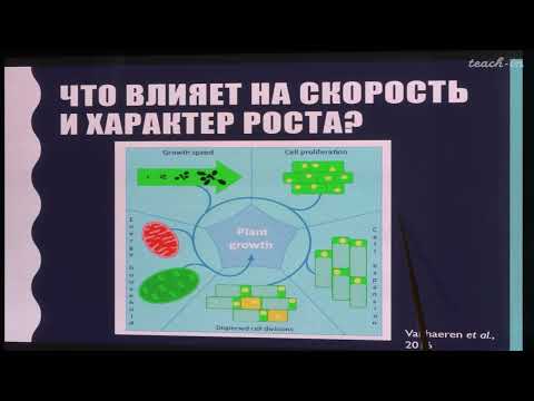 Видео: Лабунская Е.А. - Рост и развитие растений - 1. Основные понятия. Клеточные механизмы роста растений