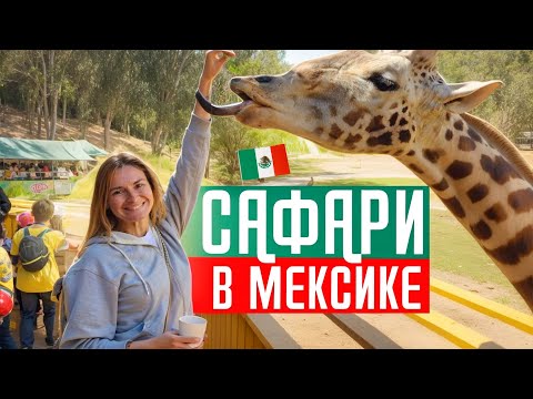 Видео: Мексиканское сафари на грузовике! Лучше, чем в Африке!