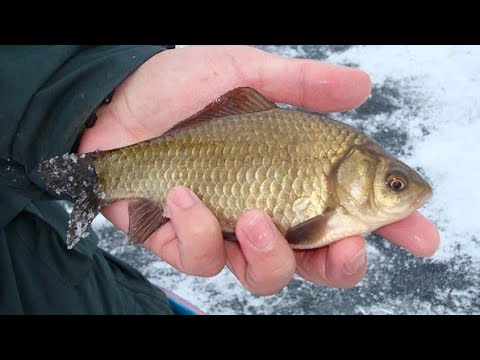 Видео: Как поймать карася зимой? Зимняя рыбалка на карася в декабре.