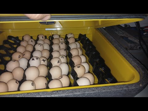 Видео: Світла нема ‼️ Теплуша рулить ‼️ Бройлер коб 500 ‼️