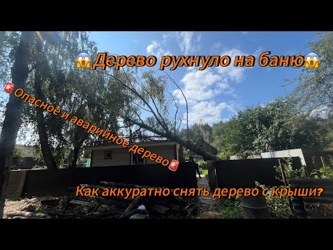 Видео: Арбористика‼️Дерево упало прямо на крышу😱опасные условия труда ⛔️Как аккуратно снять дерево с крыши?