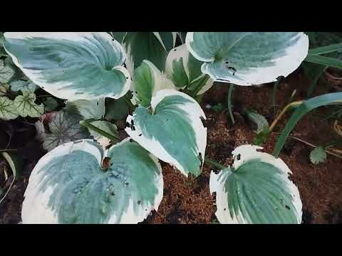 Видео: хосты на юге  и корневая гниль.