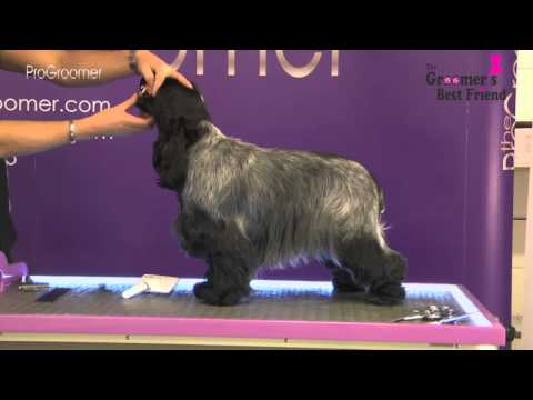 Видео: Как ухаживать за кокер-спаниелем — Coat King — Руководство по уходу — Профессиональный грумер