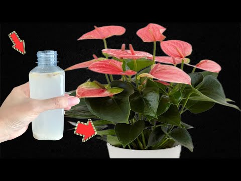Видео: 1 бутылка в месяц! Антуриум цветет безостановочно круглый год
