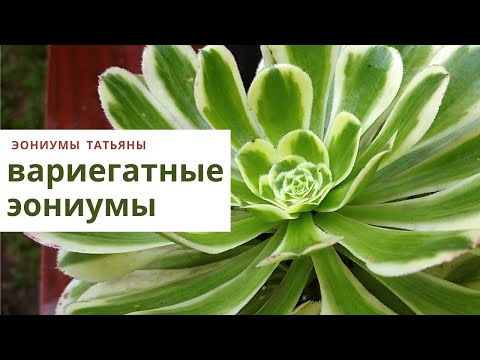 Видео: Вариегатные эониумы