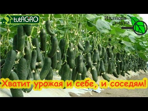 Видео: ВСЕ ГОНЯЮТСЯ ЗА ЭТИМИ СОРТАМИ! Хватит и 3 огурчиков на 2 семьи! Посадите хотя бы по 1 растению.