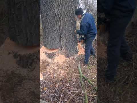 Видео: Урал с удлиненной шиной2.