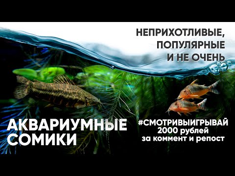 Видео: Аквариумные сомы - неприхотливые, популярные и не очень #смотривыигрывай