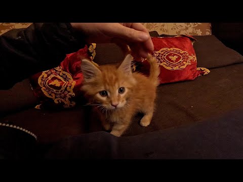 Видео: Он просто взял и умер ... Потери в хозяйстве ! ХУТОР В ЛЕСУ №877