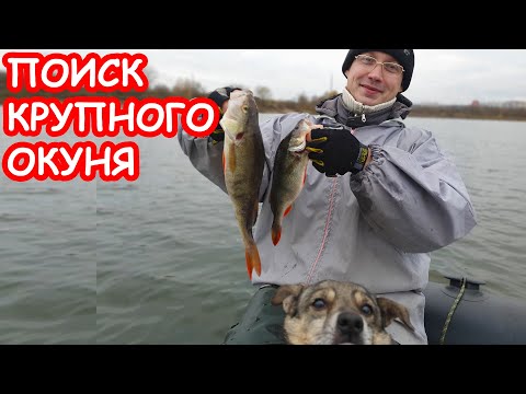 Видео: КАК ПОЙМАТЬ КРУПНОГО ОКУНЯ. ЛОВЛЯ ОКУНЯ ОСЕНЬЮ. ПРИМАНКИ И ПРОВОДКИ НА ОКУНЯ
