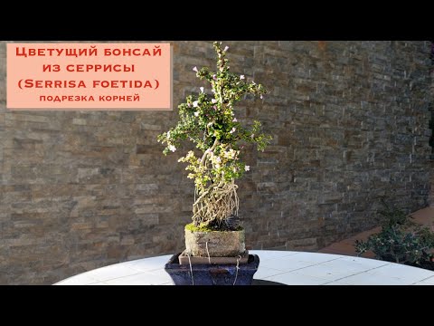 Видео: Цветущий бонсай. Как цветет бонсай? Serissa foetida blooming