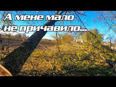 Видео: Валимо ясени та в'яз