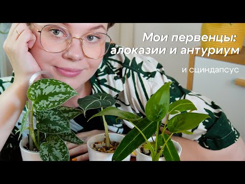 Видео: ПЕРЕСАДКА в минеральный грунт и на фитиль | РЕЗУЛЬТАТ через 10 ДНЕЙ | алоказии, Варока, сциндапсус