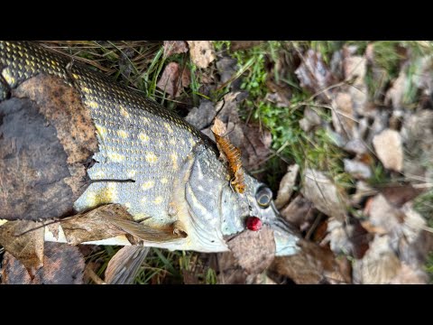 Видео: Осінь прийшла, ХИЖАК ВЖЕ НЕ ХОЧЕ ВИЛИКІ ПРИМАНКИ! Мікродижиг на річці УЖ.